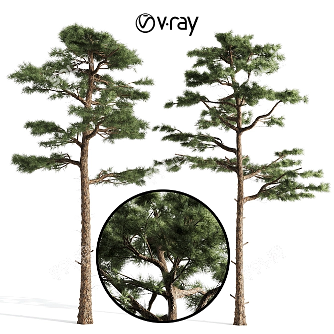 Pair of Majestic Pines 3D model image 1