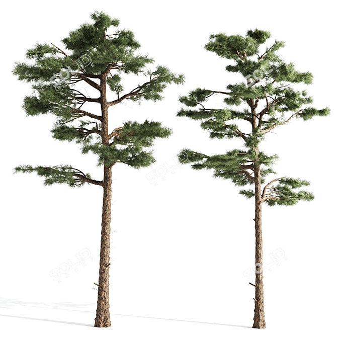 Pair of Majestic Pines 3D model image 2