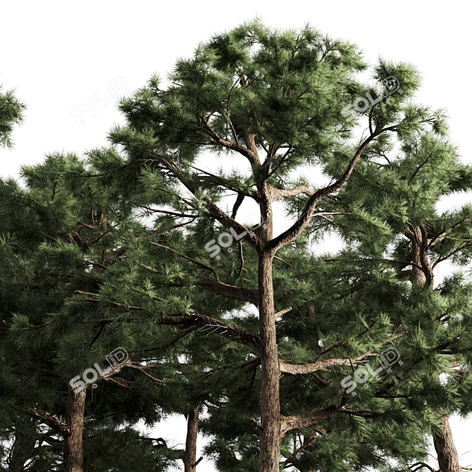 Pair of Majestic Pines 3D model image 3