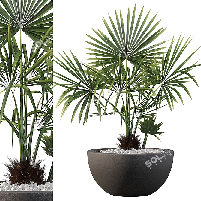 Lush Palm Tree 3D Model 3D model image 1