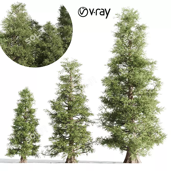 3 Majestic Cedar Trees 3D model image 1