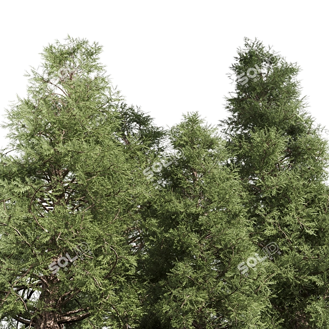 3 Majestic Cedar Trees 3D model image 2