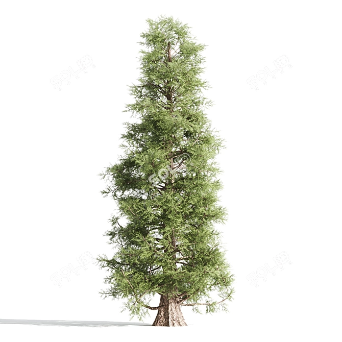 3 Majestic Cedar Trees 3D model image 3