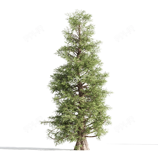 3 Majestic Cedar Trees 3D model image 4