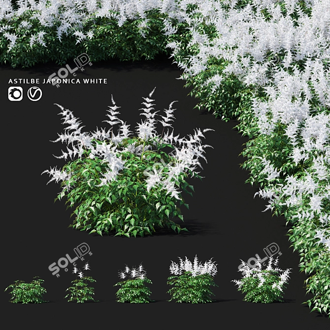 Astilbe Japanese White | Elegant Floral Decor 3D model image 1