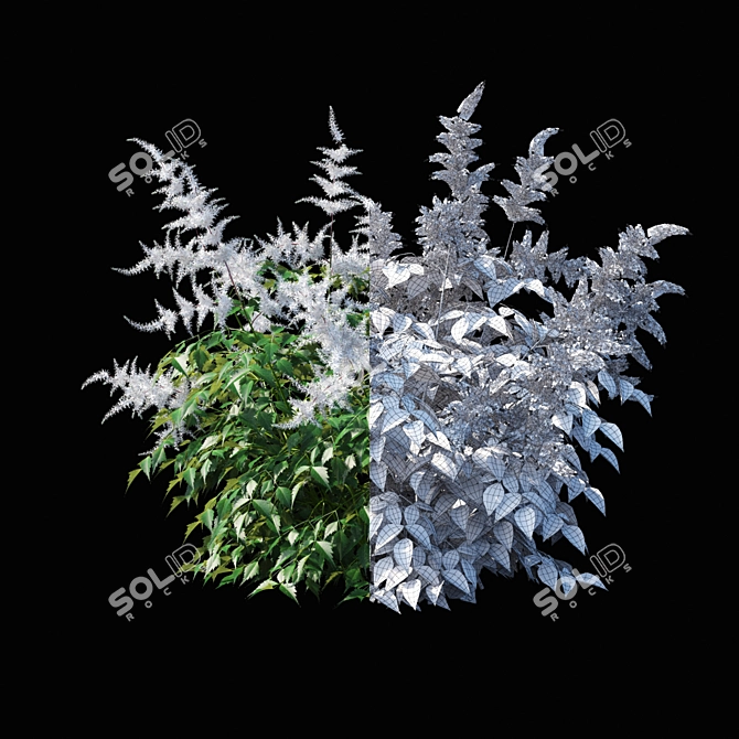 Astilbe Japanese White | Elegant Floral Decor 3D model image 2