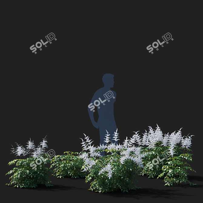 Astilbe Japanese White | Elegant Floral Decor 3D model image 3