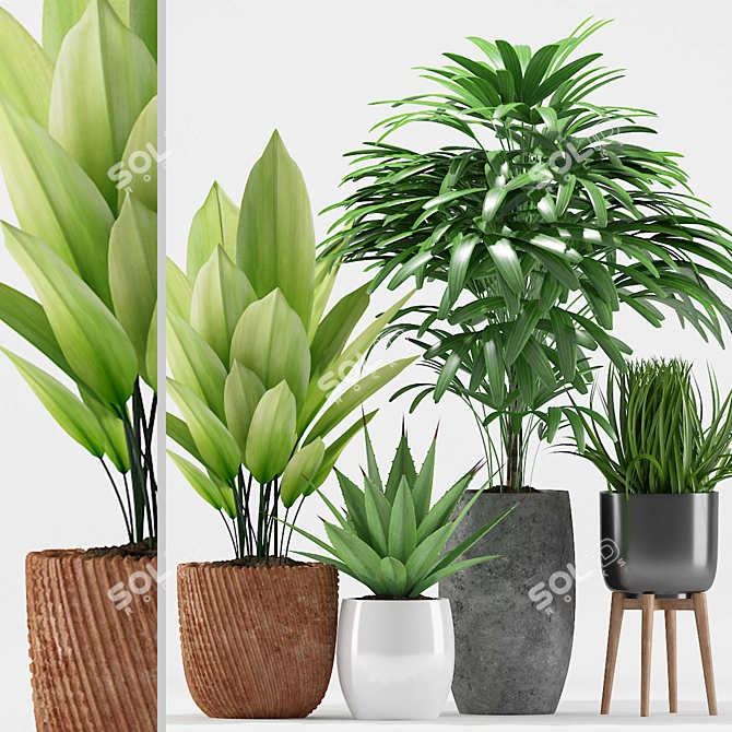 204 Plants: Aspidistra, Raphis Palm, Agave Angustifolia, Grass Plant 3D model image 1