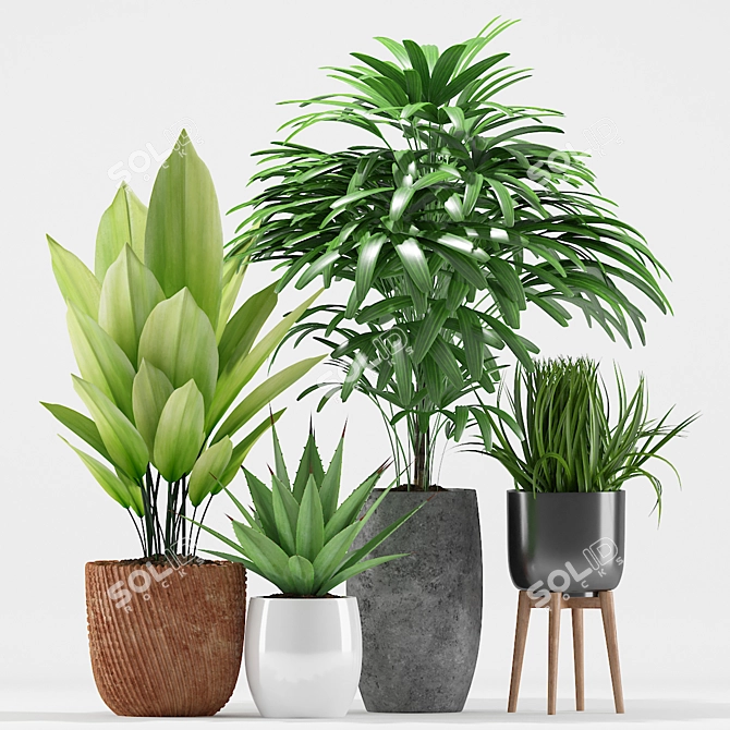 204 Plants: Aspidistra, Raphis Palm, Agave Angustifolia, Grass Plant 3D model image 2