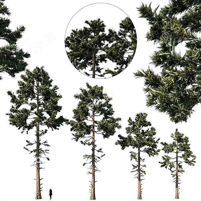 Douglas Fir Tree Set 3D model image 1