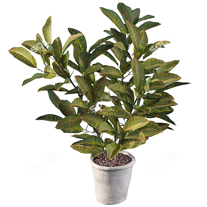 Tropical Paradise: Croton Plant 3D model image 3