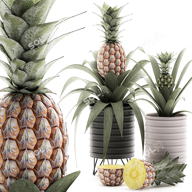 Tropical Pineapple Plant Collection 3D model image 1