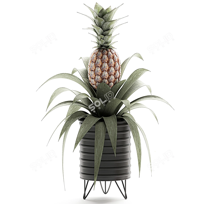 Tropical Pineapple Plant Collection 3D model image 2