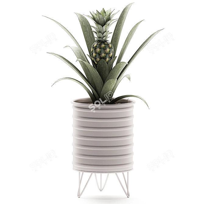 Tropical Pineapple Plant Collection 3D model image 3