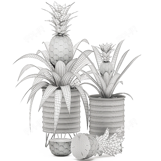 Tropical Pineapple Plant Collection 3D model image 5