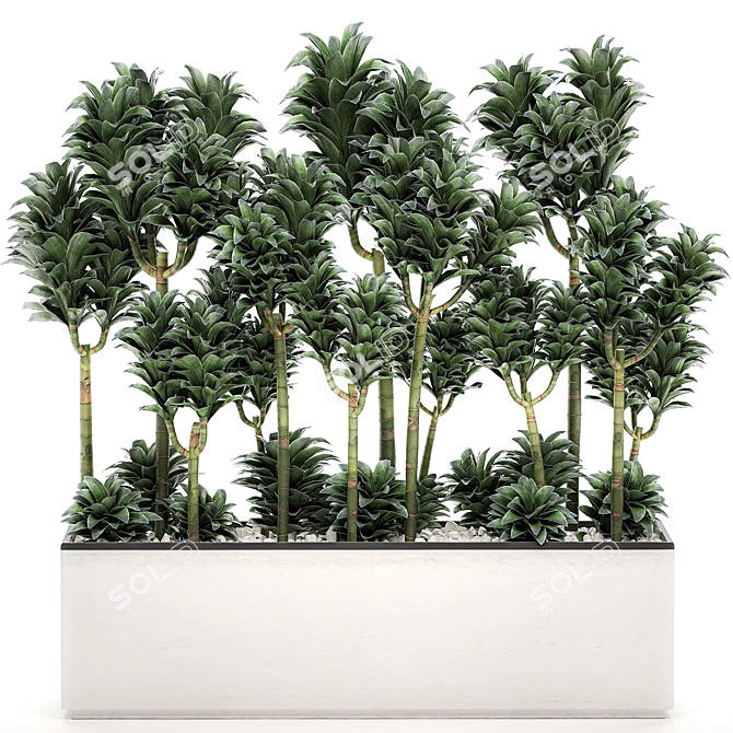 Tropical Plant Collection: Exotic Dracena Compacta in White Pots 3D model image 1