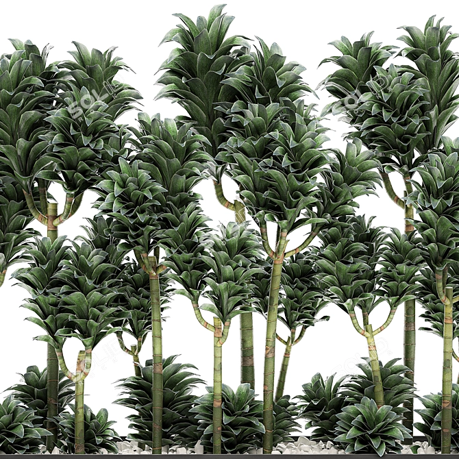 Tropical Plant Collection: Exotic Dracena Compacta in White Pots 3D model image 2