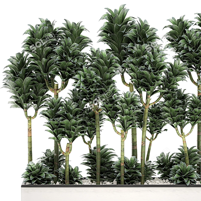 Tropical Plant Collection: Exotic Dracena Compacta in White Pots 3D model image 3