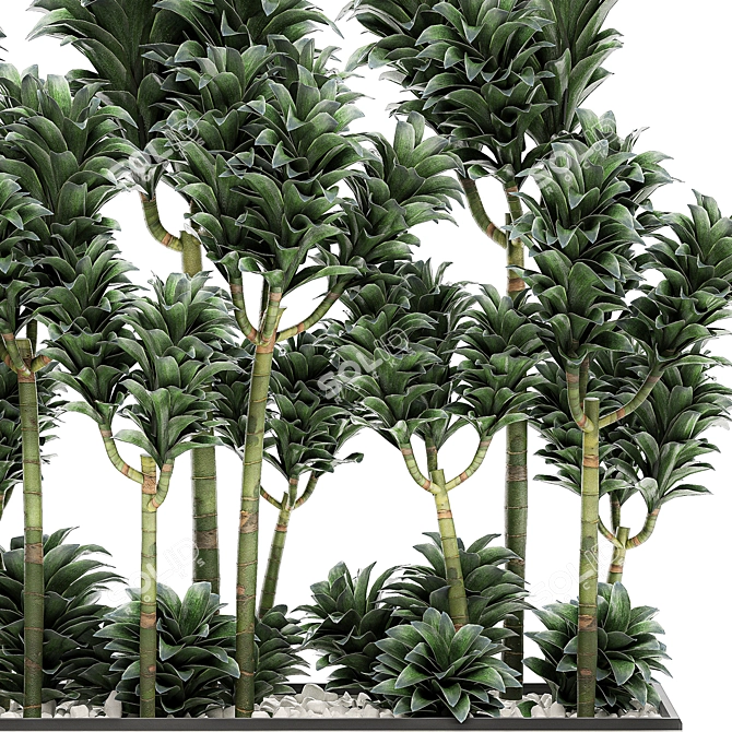 Tropical Plant Collection: Exotic Dracena Compacta in White Pots 3D model image 4