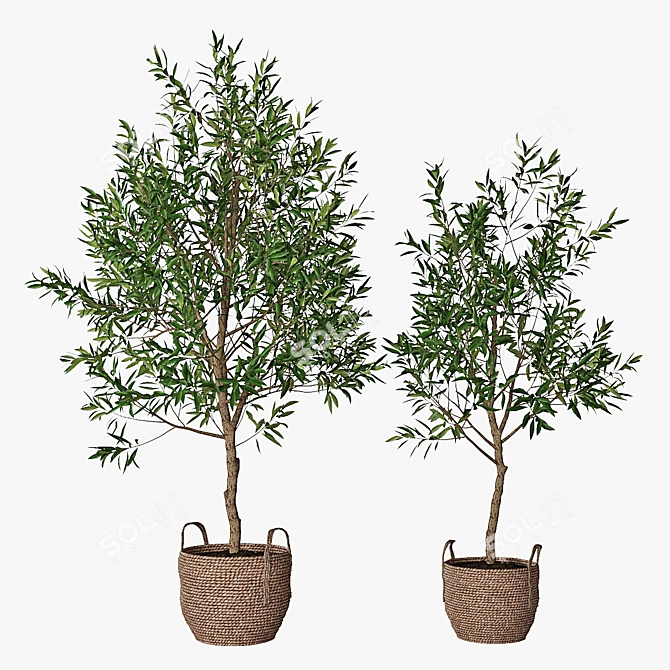 Classic Olive Tree Set 3D model image 1