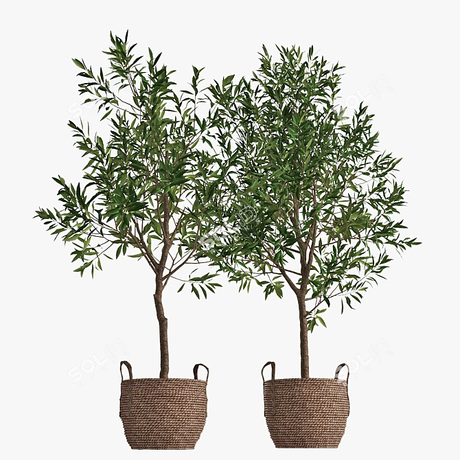 Classic Olive Tree Set 3D model image 3