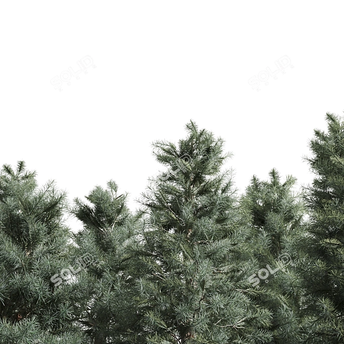  Majestic Pine Trees - Various Heights 3D model image 2