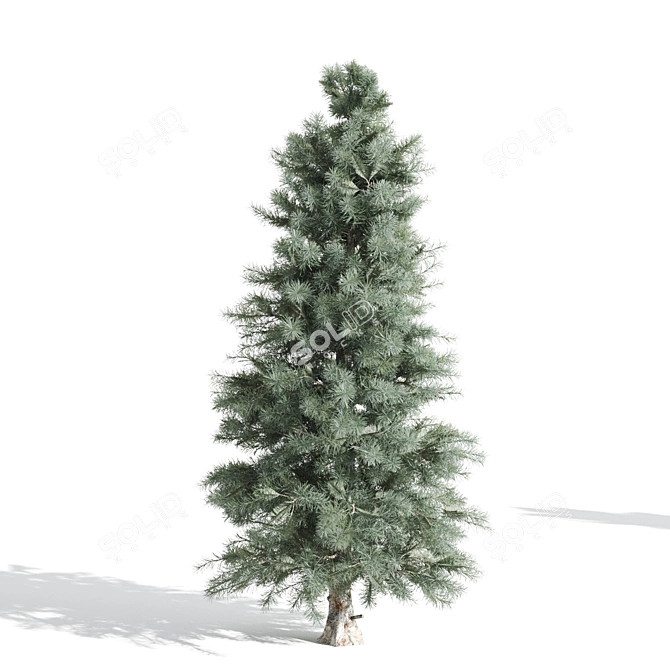  Majestic Pine Trees - Various Heights 3D model image 4