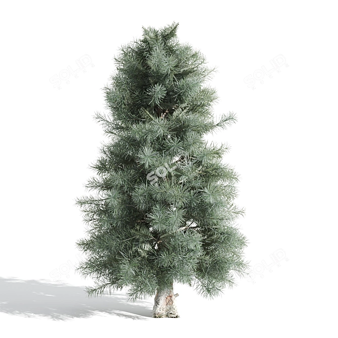  Majestic Pine Trees - Various Heights 3D model image 5