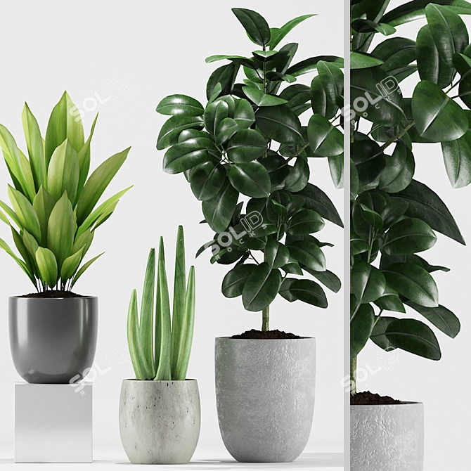 207 Greenery: Aspidistra, Rubber & Sansevieria 3D model image 1