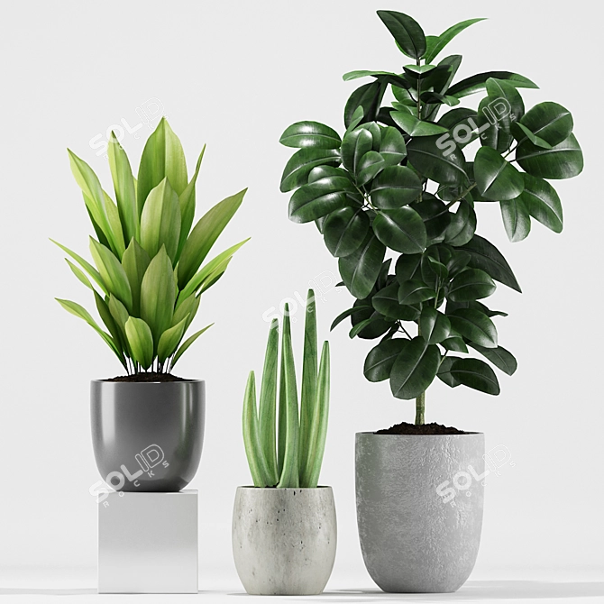 207 Greenery: Aspidistra, Rubber & Sansevieria 3D model image 2