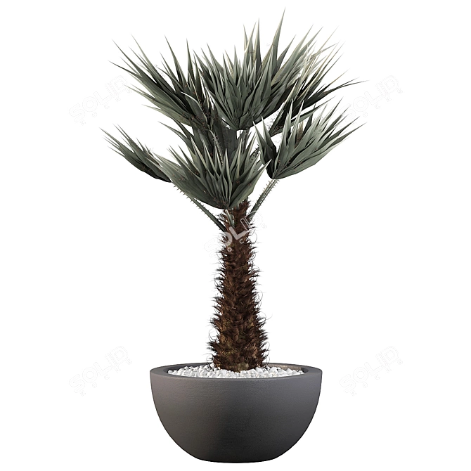 Tropical Chamaerops Palm Tree 3D model image 2