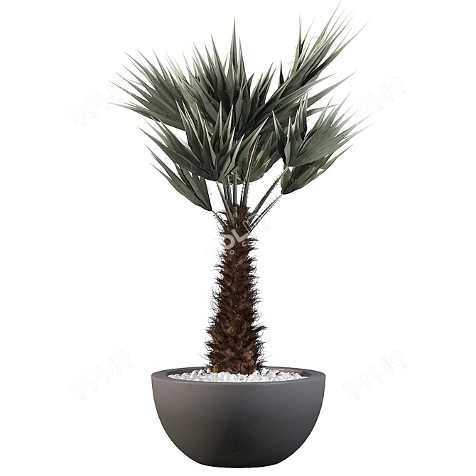 Tropical Chamaerops Palm Tree 3D model image 4