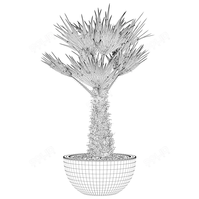 Tropical Chamaerops Palm Tree 3D model image 5