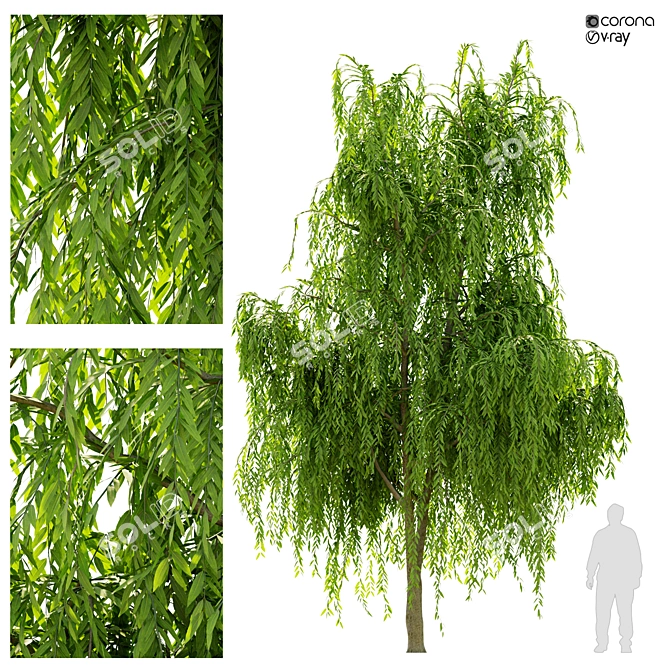 Graceful Weeping Willow Tree 3D model image 1