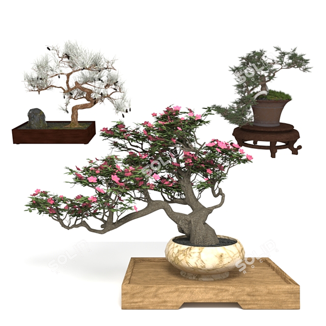 Elegant Bonsai Set for Stunning Decor 3D model image 1