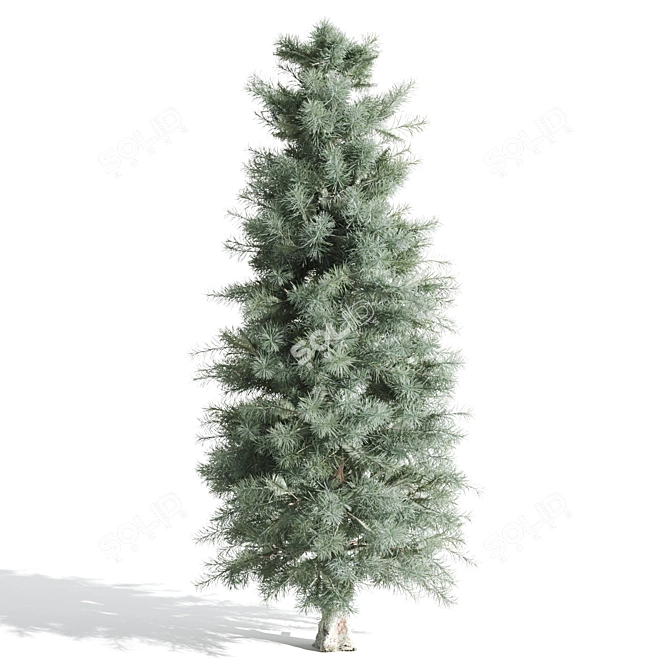 Tall Pine Trio: 8.7m, 7.4m & 5.6m 3D model image 2