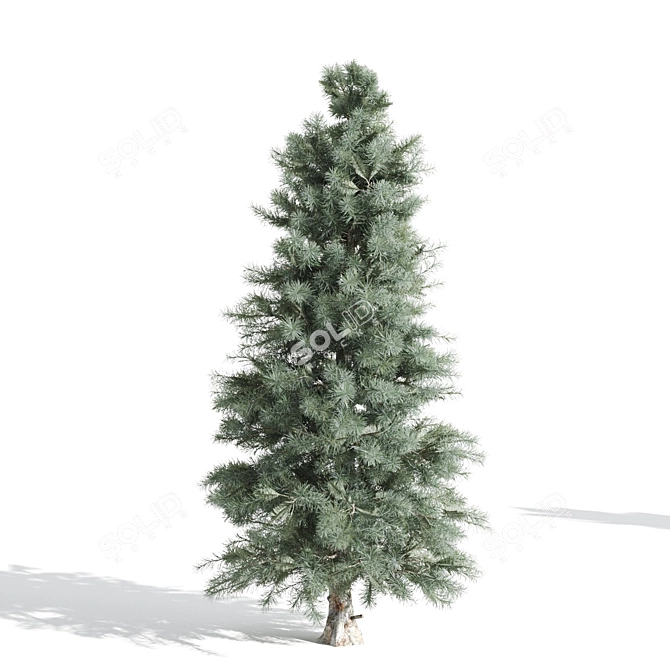 Tall Pine Trio: 8.7m, 7.4m & 5.6m 3D model image 3
