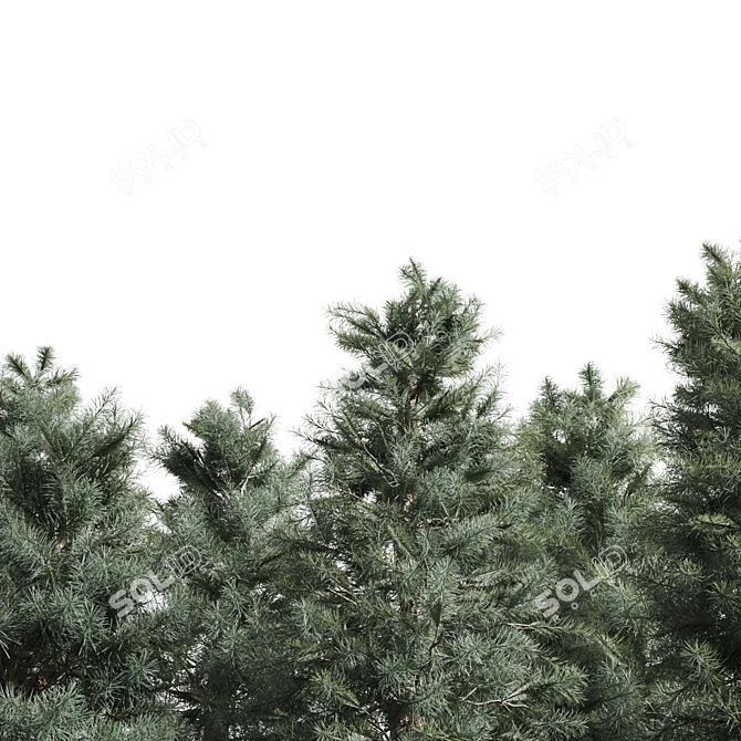 Tall Pine Trio: 8.7m, 7.4m & 5.6m 3D model image 5