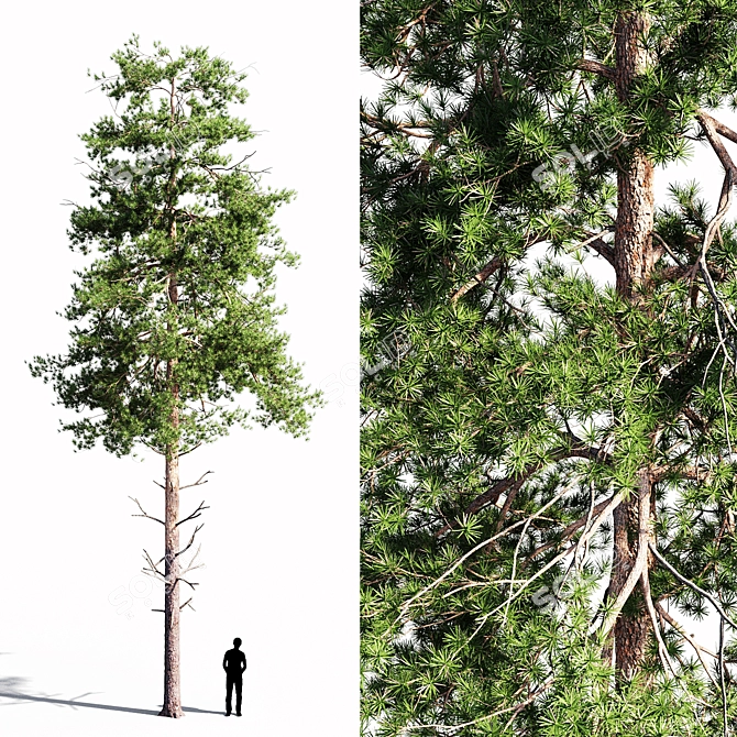 Tall Scots Pine 15m 3D model image 1