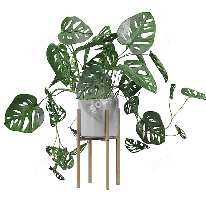 Tropical Monstera Monkey Mask: Stunning 3D Plant 3D model image 2