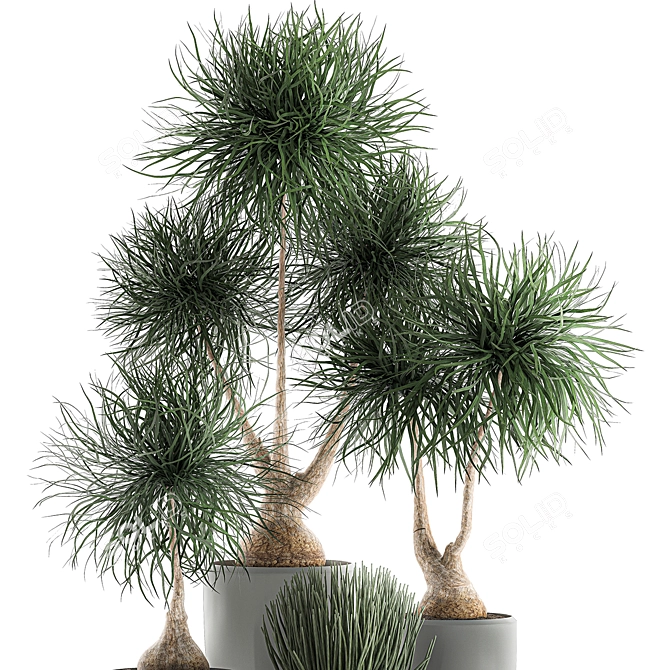 Exotic Indoor Plant Collection 3D model image 3