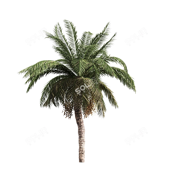 Tropical Palm Collection: PALM1-4 3D model image 3