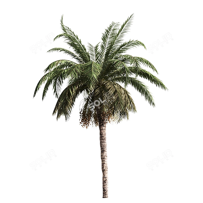 Tropical Palm Collection: PALM1-4 3D model image 4