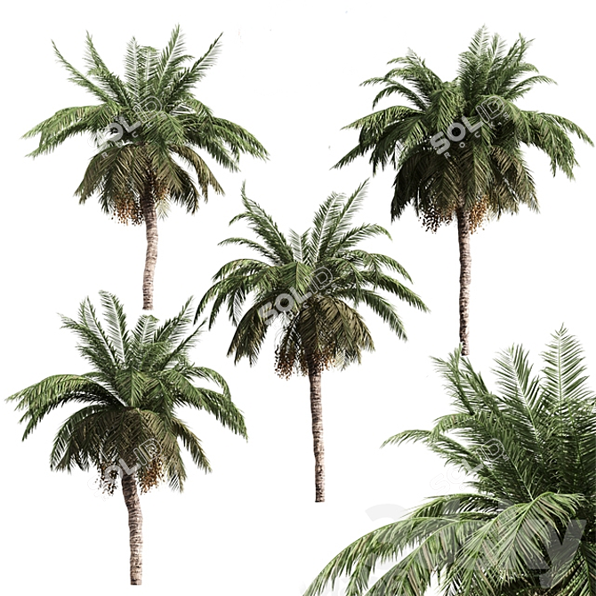 Tropical Palm Collection: PALM1-4 3D model image 7