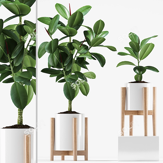 209 Rubber Plants Set 3D model image 1