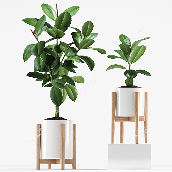 209 Rubber Plants Set 3D model image 2