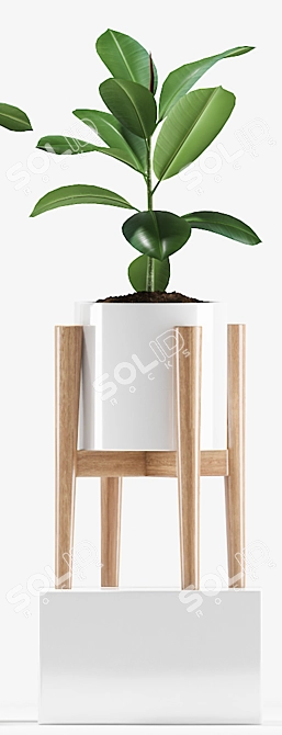 209 Rubber Plants Set 3D model image 3