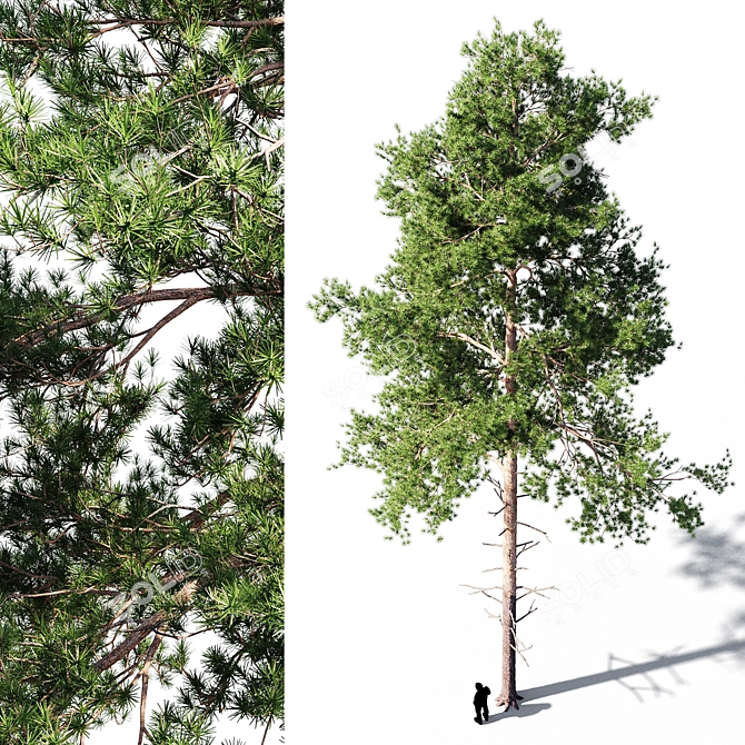 Tall Scots Pine Tree, 18m 3D model image 2