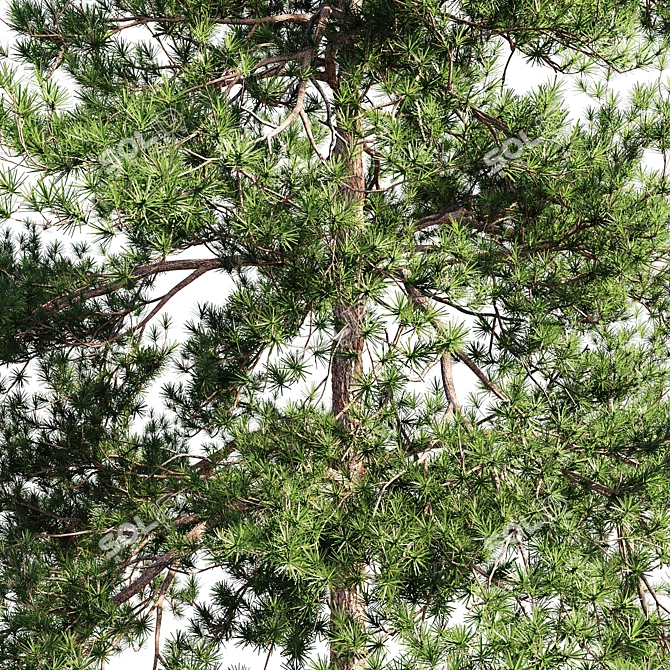 Tall Scots Pine Tree, 18m 3D model image 4