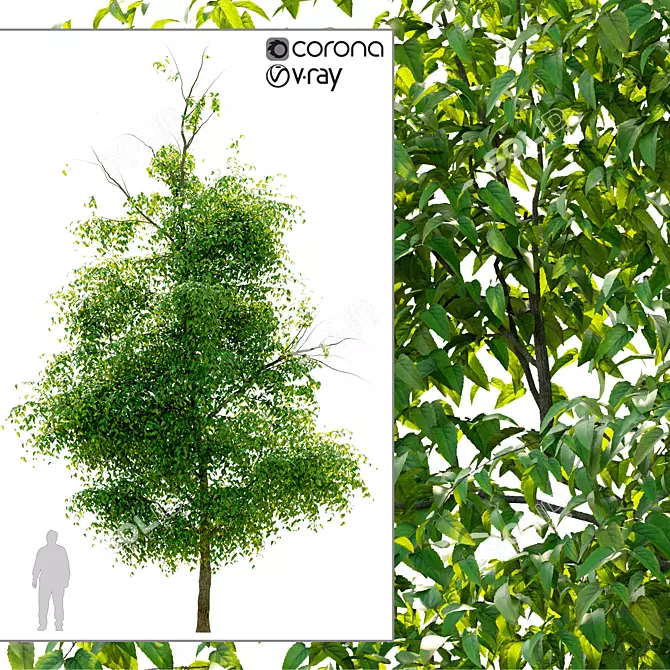 Elegant Elm Tree: Natural Beauty 3D model image 1